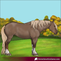 Horse Color:Liver Red Dun Sabino Tobiano