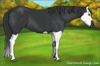 Horse Color:Black and Black Splash