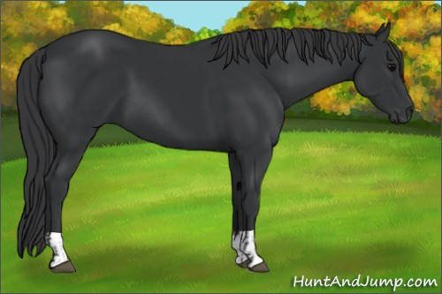 Horse Color:Black  and Black 
