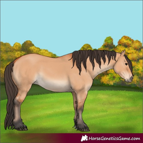 Horse Color:Bay Dun 
