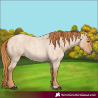 Horse Color:Red Dun Roan 