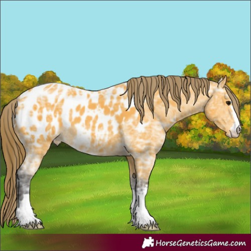 Horse Color:Buckskin Ice Appaloosa 