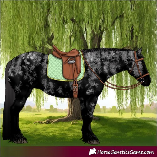 Horse Color:Void Smoky Black Ice Sabino Splash 