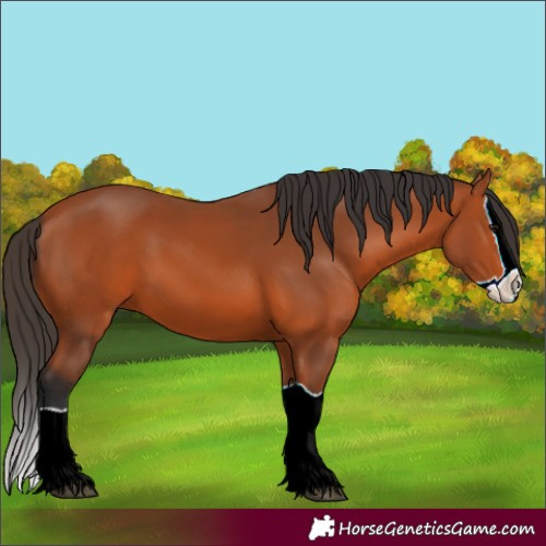 Horse Color:Bay Splash 