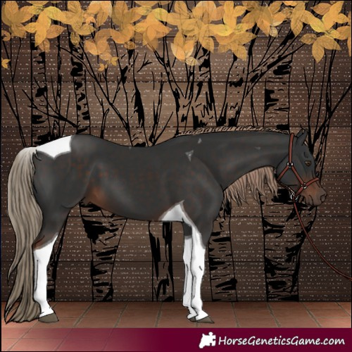 Horse Color:Liver Chestnut Tobiano