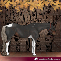 Horse Color:Liver Chestnut Tobiano 