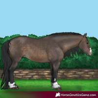 Horse Color:Brown Dun 