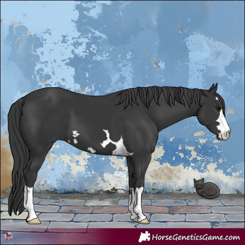 Horse Color:Black 
