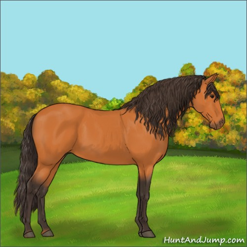 Horse Color:Buckskin