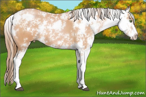 Horse Color:Bay Pearl Sabino 