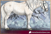 Horse Color:Cremello Splash  and Gray Cremello Splash 