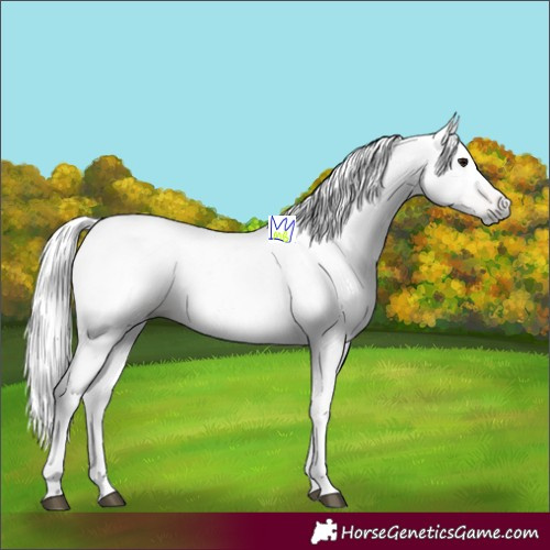 Horse Color:Gray Bay 