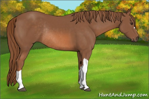 Horse Color:Chestnut Rabicano