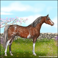 Horse Color:White Spotted Brown Dun Rabicano Brindle  and White Spotted Silver Brown 