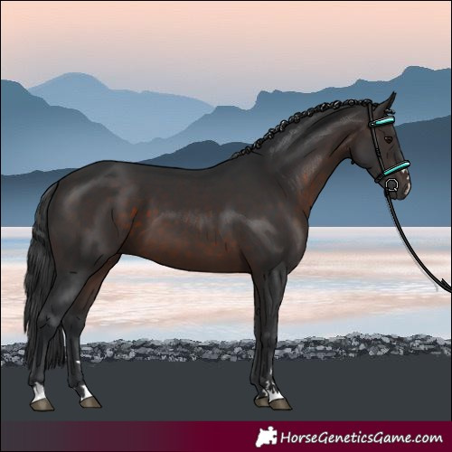 Horse Color:Brown 