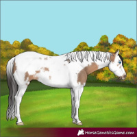 Horse Color:Brown Dun Splash Tobiano Frame Rabicano 
