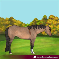 Horse Color:Brown Dun