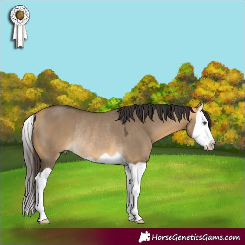 Horse Color:Buckskin Dun Splash Rabicano 