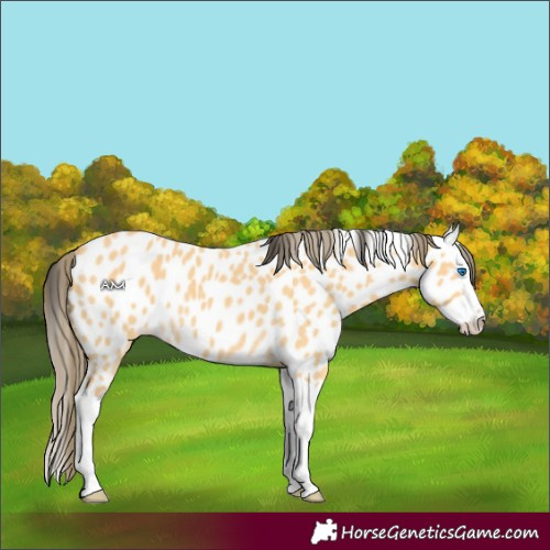 Horse Color:Buckskin Splash Appaloosa 
