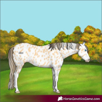 Horse Color:Buckskin Splash Appaloosa 