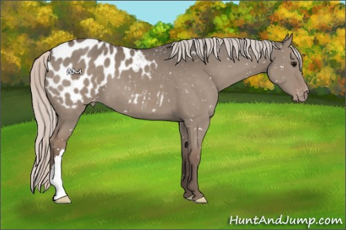 Horse Color:Silver Grullo Appaloosa 