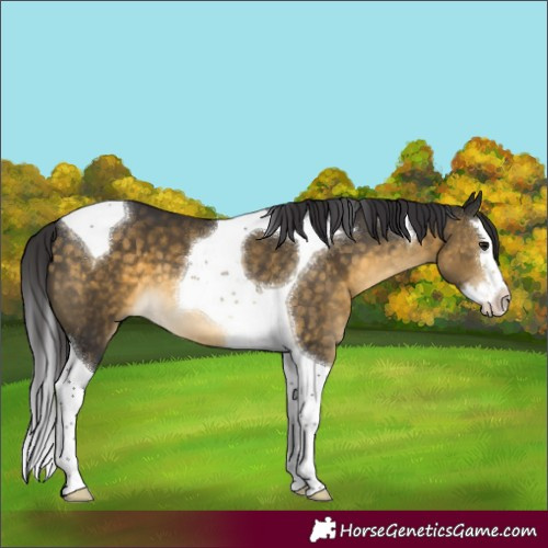 Horse Color:Buckskin Splash Tobiano 
