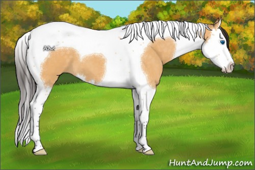 Horse Color:Buckskin Dun Splash Tobiano 