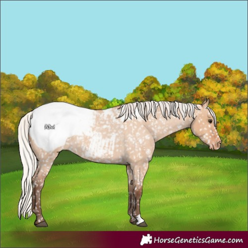 Horse Color:Silver Bay Roan Dun Snowcap 