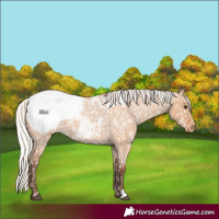 Horse Color:Silver Bay Roan Dun Snowcap
