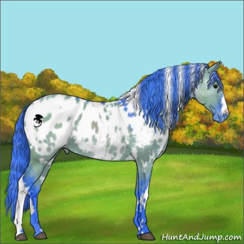 Horse Color:Watercolor White Spotted Grullo Appaloosa 