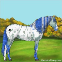 Horse Color:Watercolor White Spotted Grullo Appaloosa 