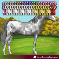 Horse Color:White Spotted Black Appaloosa 