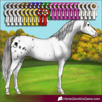 Horse Color:White Spotted Black Appaloosa 