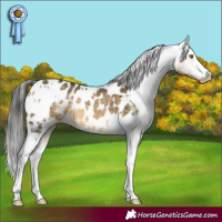 Horse Color:White Spotted Buckskin Dun Appaloosa Rabicano