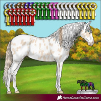 Horse Color:White Spotted Perlino Dun Sabino Appaloosa 