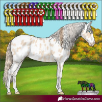 Horse Color:White Spotted Perlino Dun Sabino Appaloosa 