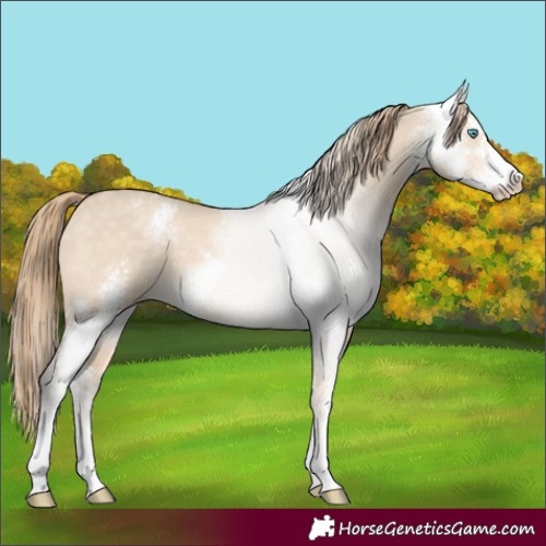 Horse Color:Perlino Dun Sabino 