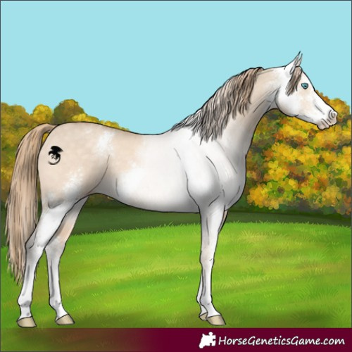 Horse Color:Perlino Dun Sabino 