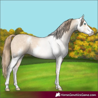 Horse Color:Perlino Dun Sabino 