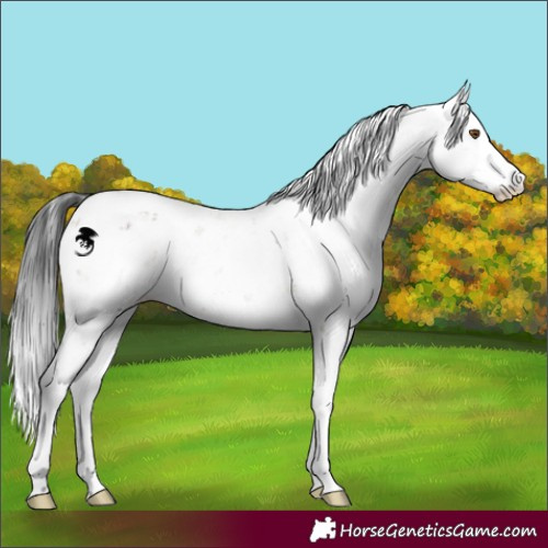Horse Color:Brown Dun Sabino 