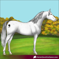 Horse Color:Brown Dun Sabino 