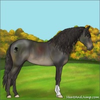Horse Color:Smoky Black 