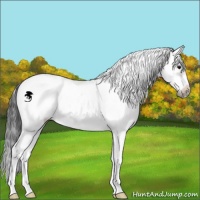 Horse Color:Grullo Sabino Frame 