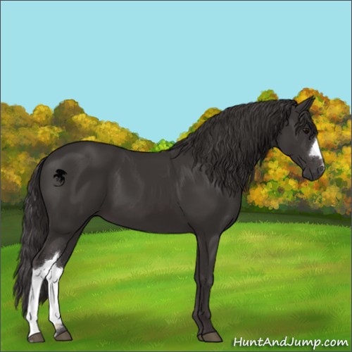 Horse Color:Smoky Black 