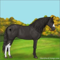 Horse Color:Smoky Black 