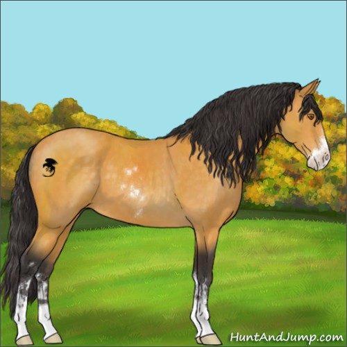 Horse Color:Buckskin Sabino