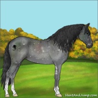 Horse Color:Black Sabino 