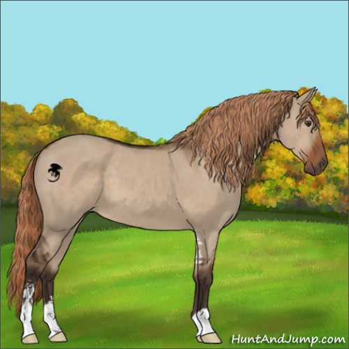 Horse Color:Liver Red Dun Sabino 