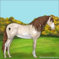 Horse Color:Buckskin Pearl Dun Frame 