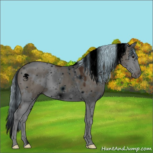 Horse Color:ERROR: UNKNOWN ANOMALY